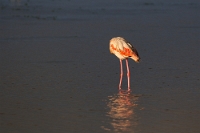 14532 Phoenicopterus roseus (Fenicottero rosa)
